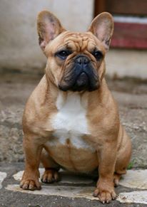 LinoÏ Du Royaume Des Ty Zef