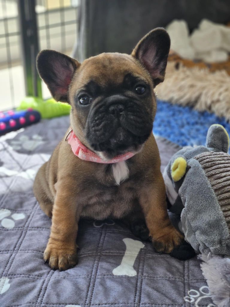 Du Royaume Des Ty Zef - Chiots disponibles - Bouledogue français