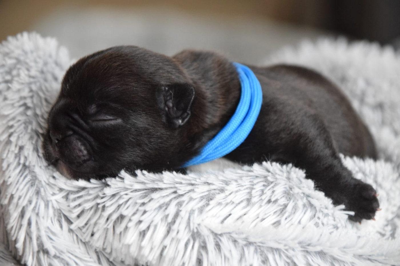 Du Royaume Des Ty Zef - Chiots disponibles - Bouledogue français