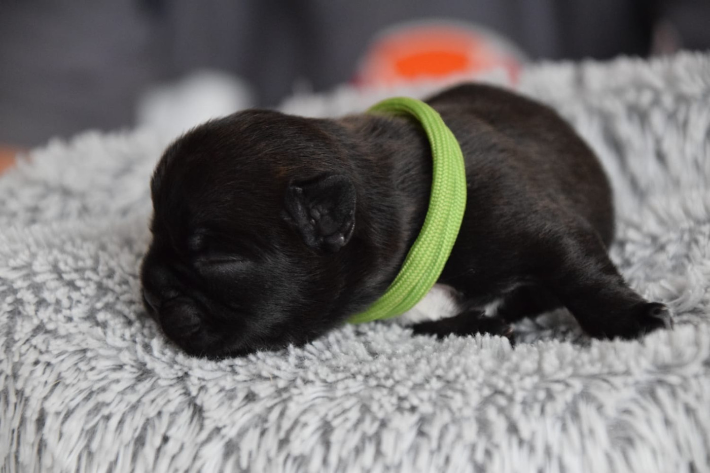 Du Royaume Des Ty Zef - Chiots disponibles - Bouledogue français