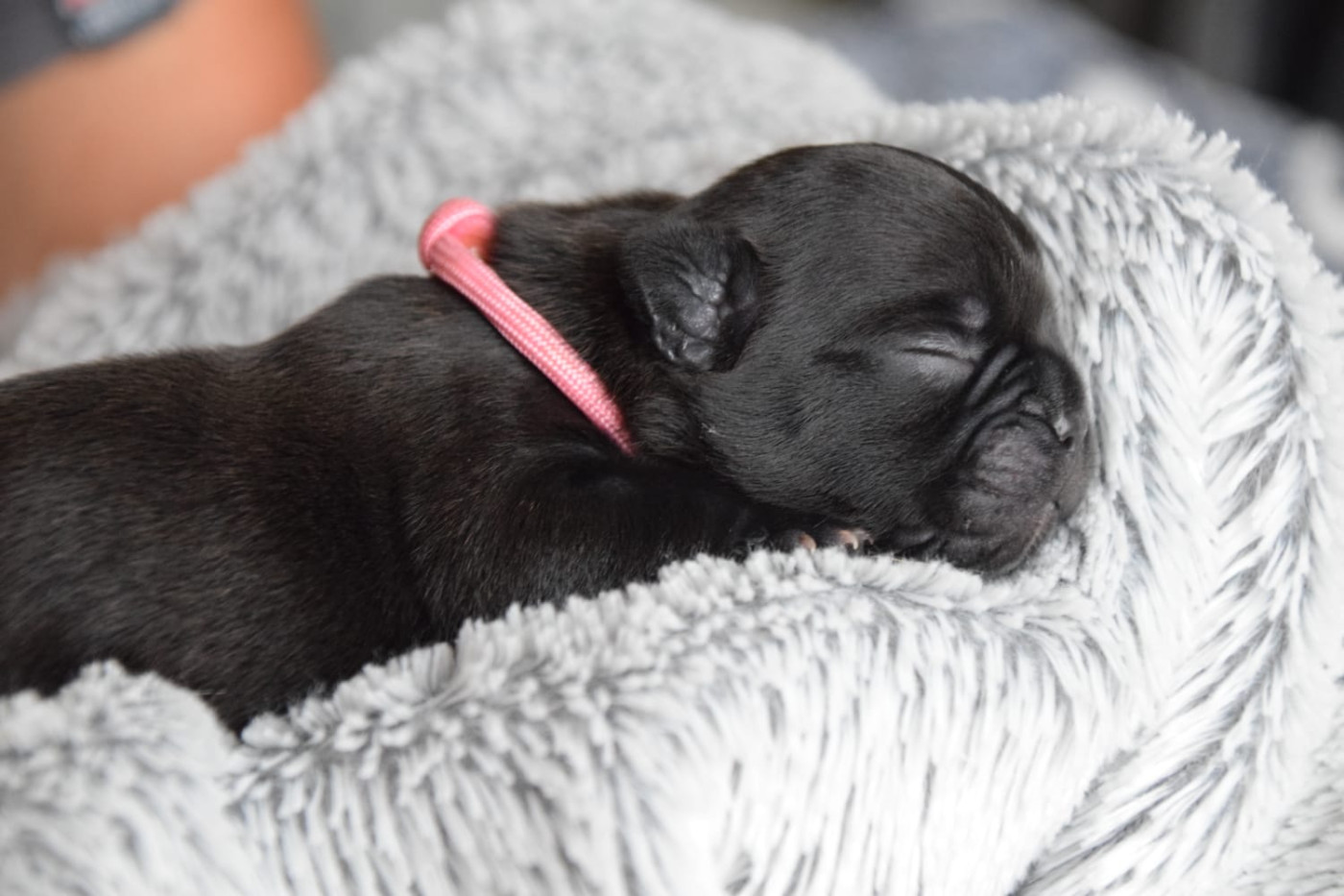 Du Royaume Des Ty Zef - Chiots disponibles - Bouledogue français