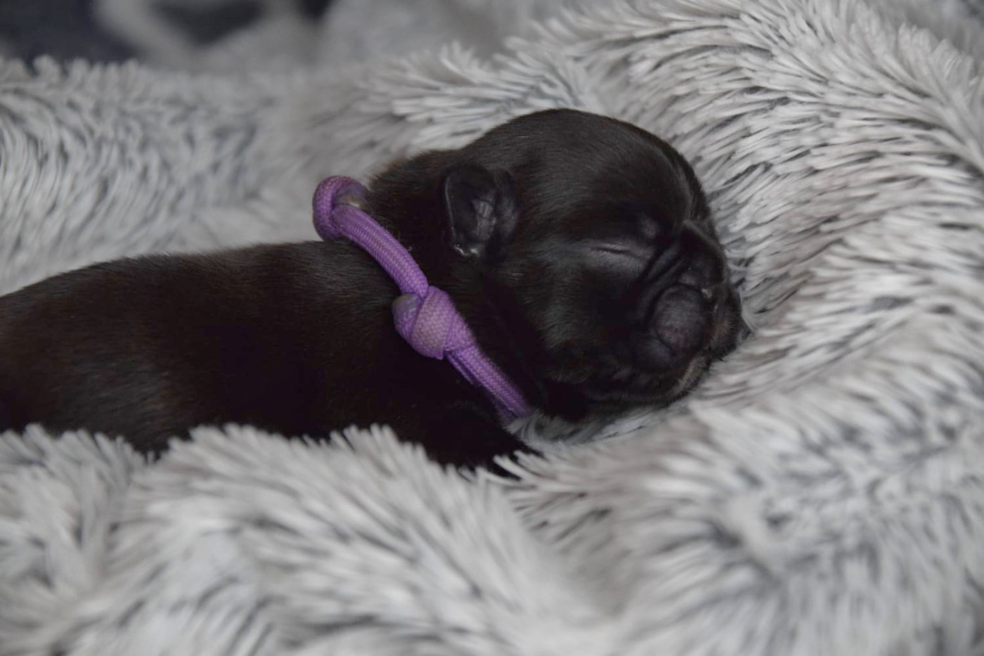 Du Royaume Des Ty Zef - Chiots disponibles - Bouledogue français