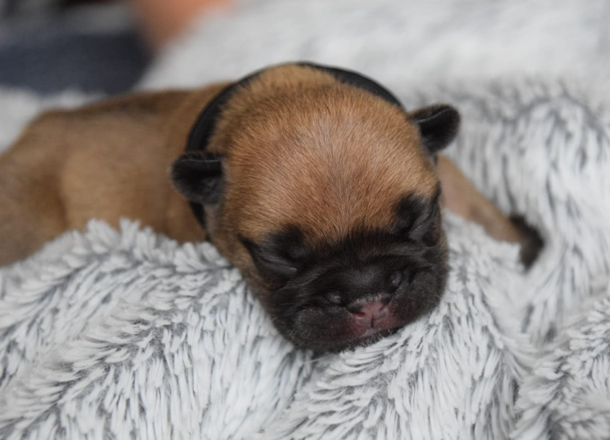 Du Royaume Des Ty Zef - Chiots disponibles - Bouledogue français