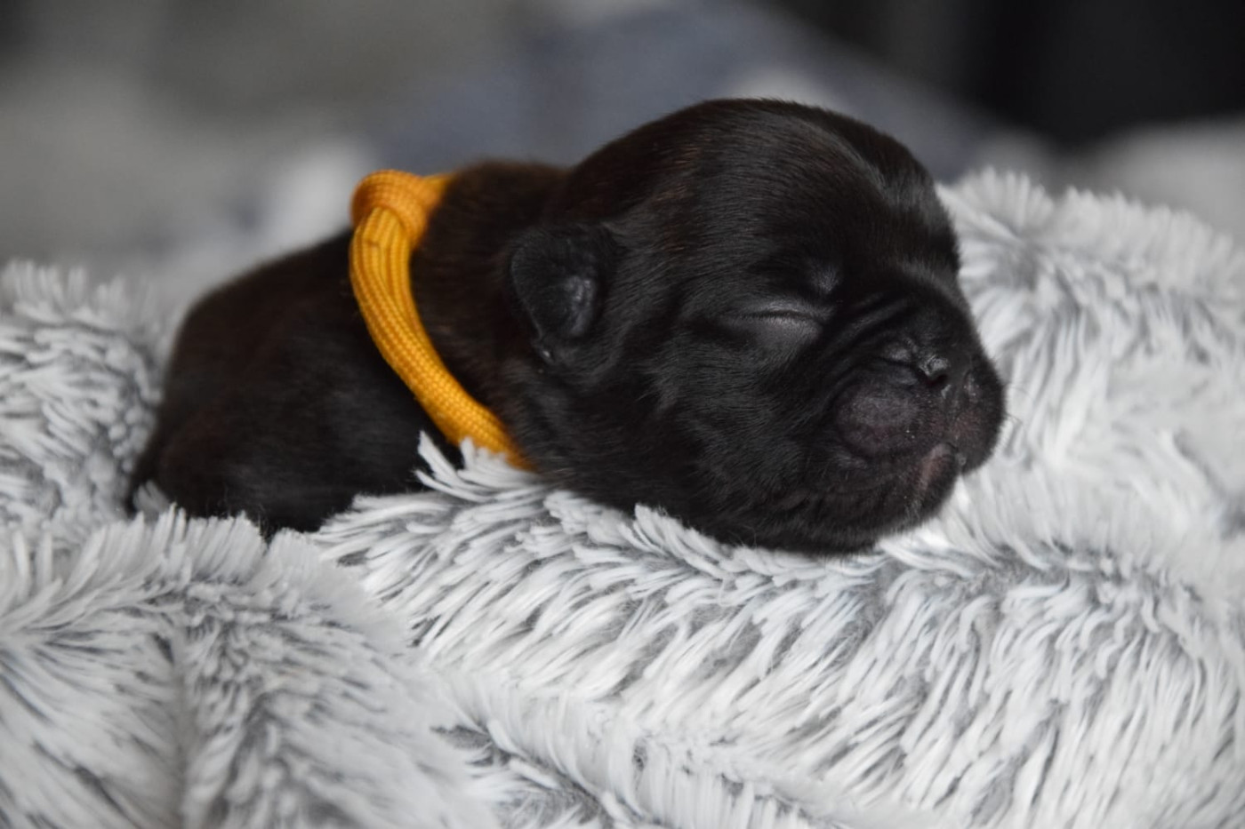 Du Royaume Des Ty Zef - Chiots disponibles - Bouledogue français