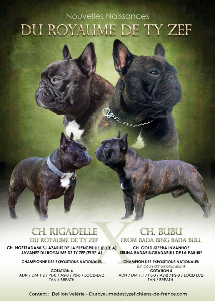 Chiot Bouledogue français Du Royaume Des Ty Zef