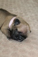 Ruban Rose