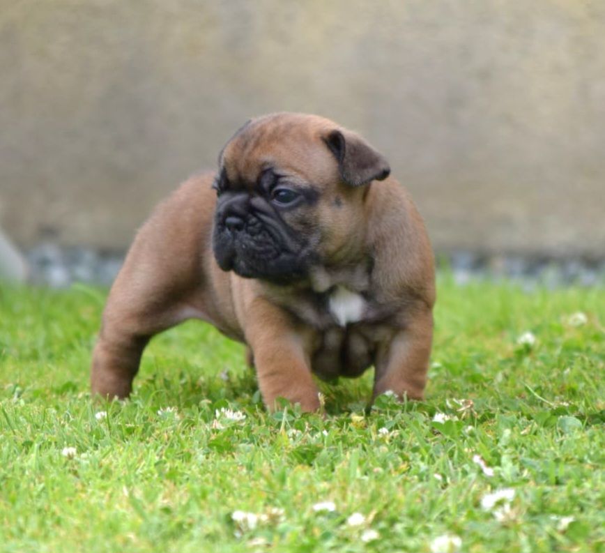Du Royaume Des Ty Zef - Chiots disponibles - Bouledogue français